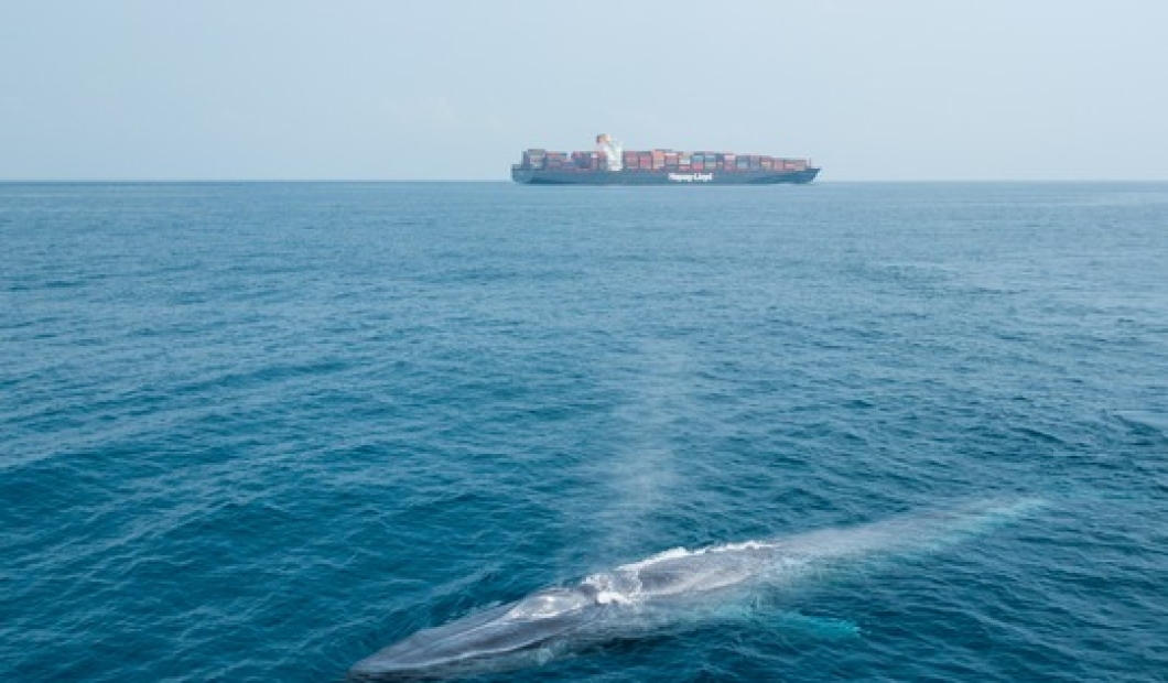 Sondaj despre zgomotul subacvatic: Europenii își doresc ca oceanul să fie protejat, dar abia dacă au auzit despre cea mai gravă amenințare la care este supus – și despre cum să o remediem!